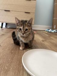 Found/Stray Unknown Cat last seen Dock Davis rd, Clemmons, NC 27012