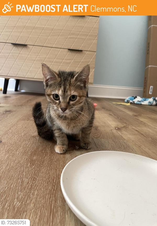 Found/Stray Unknown Cat last seen Dock Davis rd, Clemmons, NC 27012