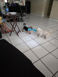 Lost Male Dog last seen Nw 94th way, Sunrise, FL 33322