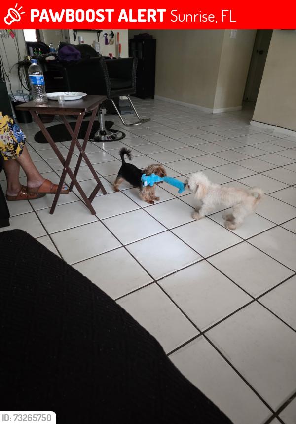 Lost Male Dog last seen Nw 94th way, Sunrise, FL 33322