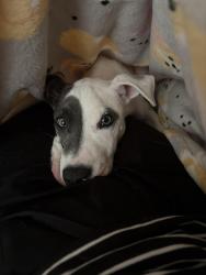 Found/Stray Male Dog last seen Northwest Woods apmt, Cincinnati, OH 45240