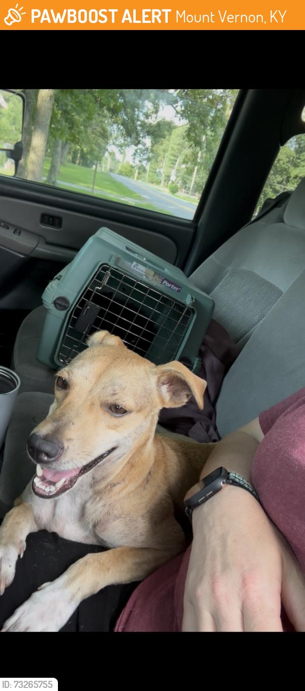 Found/Stray Female Dog last seen Cave valley apmts, Mount Vernon, KY 40456