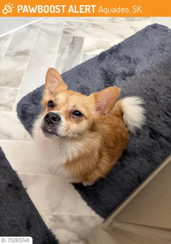 Rehomed Female Dog last seen Highway 4, Aquadeo, SK 