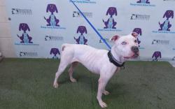 Shelter Stray Female Dog last seen , 2769 Conroy Rd, Orlando, FL 32839, USA