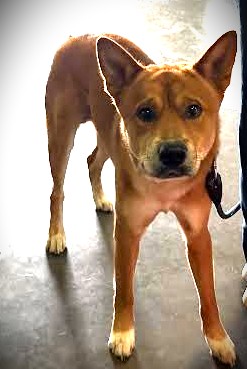 Shelter Stray Male Dog last seen , 1850 W 60th St, Los Angeles, CA 90047, USA