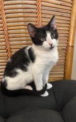 Shelter Stray Female Cat last seen BROOK PARK LN/MADISON AVE, SACRAMENTO CA 95841, 3839 Bradshaw Rd, Sacramento, CA 95827, USA