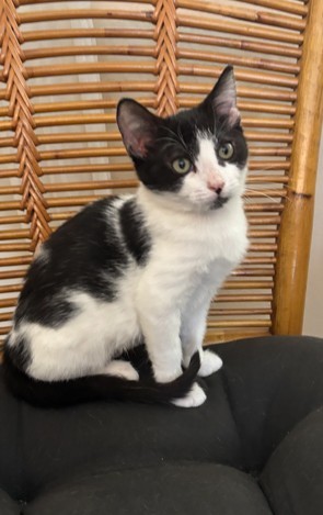 Shelter Stray Female Cat last seen BROOK PARK LN/MADISON AVE, SACRAMENTO CA 95841, 3839 Bradshaw Rd, Sacramento, CA 95827, USA