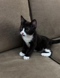 Shelter Stray Male Cat last seen BROOK PARK LN/MADISON AVE, SACRAMENTO CA 95841, 3839 Bradshaw Rd, Sacramento, CA 95827, USA