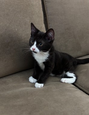 Shelter Stray Male Cat last seen BROOK PARK LN/MADISON AVE, SACRAMENTO CA 95841, 3839 Bradshaw Rd, Sacramento, CA 95827, USA
