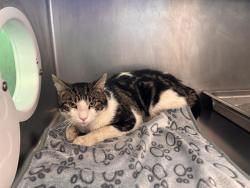 Shelter Stray Male Cat last seen EAST BOSTON, 350 S Huntington Ave, Jamaica Plain, MA 02130, USA