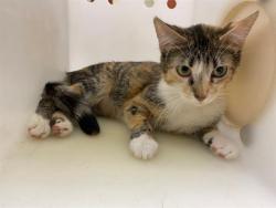 Shelter Stray Female Cat last seen Near BLOCK N 64TH ST, 3839 W Burnham St, West Milwaukee, WI 53215, USA