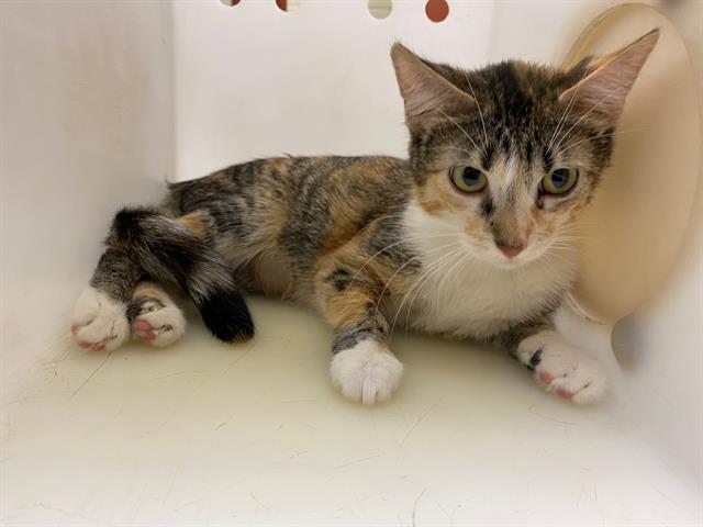 Shelter Stray Female Cat last seen Near BLOCK N 64TH ST, 3839 W Burnham St, West Milwaukee, WI 53215, USA