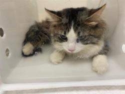 Shelter Stray Male Cat last seen Near BLOCK N 64TH ST, 3839 W Burnham St, West Milwaukee, WI 53215, USA