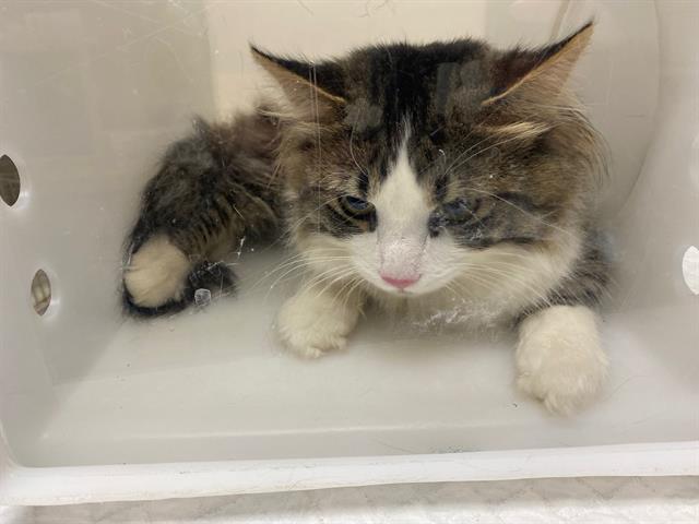 Shelter Stray Male Cat last seen Near BLOCK N 64TH ST, 3839 W Burnham St, West Milwaukee, WI 53215, USA