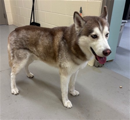 Shelter Stray Male Dog last seen , 232 Eslinger Way, Sanford, FL 32773, USA