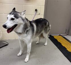 Shelter Stray Female Dog last seen , 232 Eslinger Way, Sanford, FL 32773, USA
