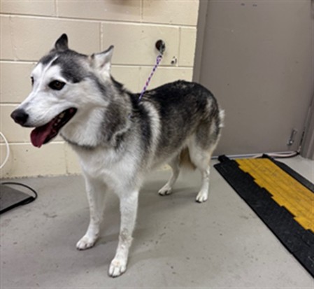 Shelter Stray Female Dog last seen , 232 Eslinger Way, Sanford, FL 32773, USA