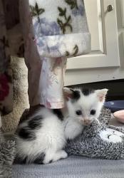 Shelter Stray Female Cat last seen CHARLOTTE, 8315 Byrum Dr, Charlotte, NC 28217, USA