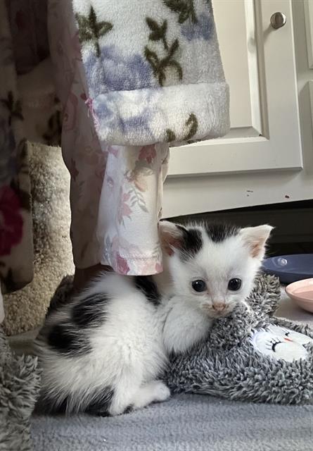 Shelter Stray Female Cat last seen CHARLOTTE, 8315 Byrum Dr, Charlotte, NC 28217, USA