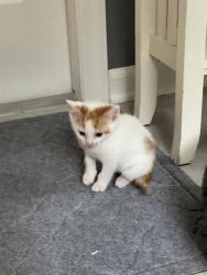 Shelter Stray Male Cat last seen CHARLOTTE, 8315 Byrum Dr, Charlotte, NC 28217, USA