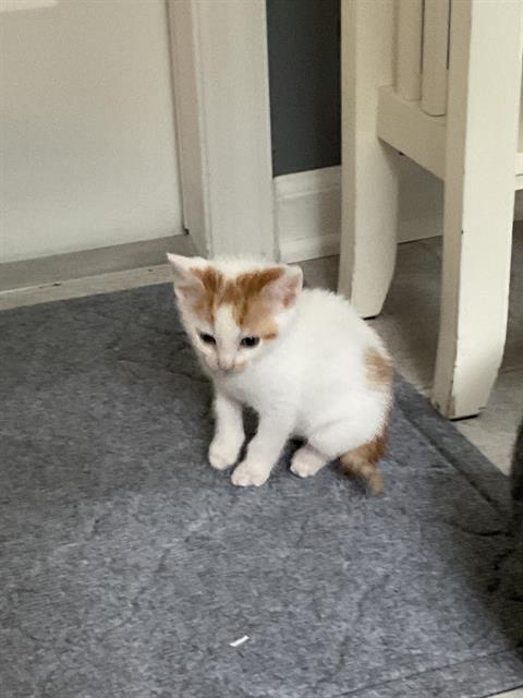 Shelter Stray Male Cat last seen CHARLOTTE, 8315 Byrum Dr, Charlotte, NC 28217, USA