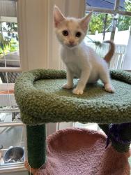 Shelter Stray Male Cat last seen CHARLOTTE, 8315 Byrum Dr, Charlotte, NC 28217, USA