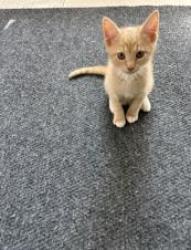 Shelter Stray Male Cat last seen CHARLOTTE, 8315 Byrum Dr, Charlotte, NC 28217, USA