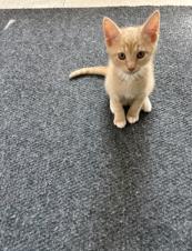 Shelter Stray Male Cat last seen CHARLOTTE, 8315 Byrum Dr, Charlotte, NC 28217, USA