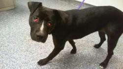 Shelter Stray Female Dog last seen CHARLOTTE, 8315 Byrum Dr, Charlotte, NC 28217, USA