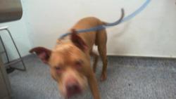 Shelter Stray Male Dog last seen CHARLOTTE, 8315 Byrum Dr, Charlotte, NC 28217, USA