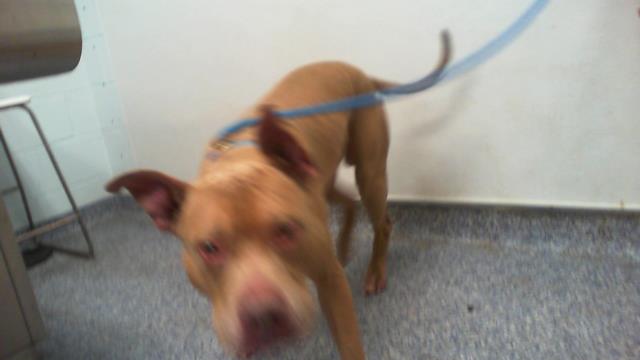 Shelter Stray Male Dog last seen CHARLOTTE, 8315 Byrum Dr, Charlotte, NC 28217, USA