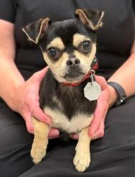 Shelter Stray Male Dog last seen CORONADO / YORK, 12155 Park Blvd, Brighton, CO 80601, USA