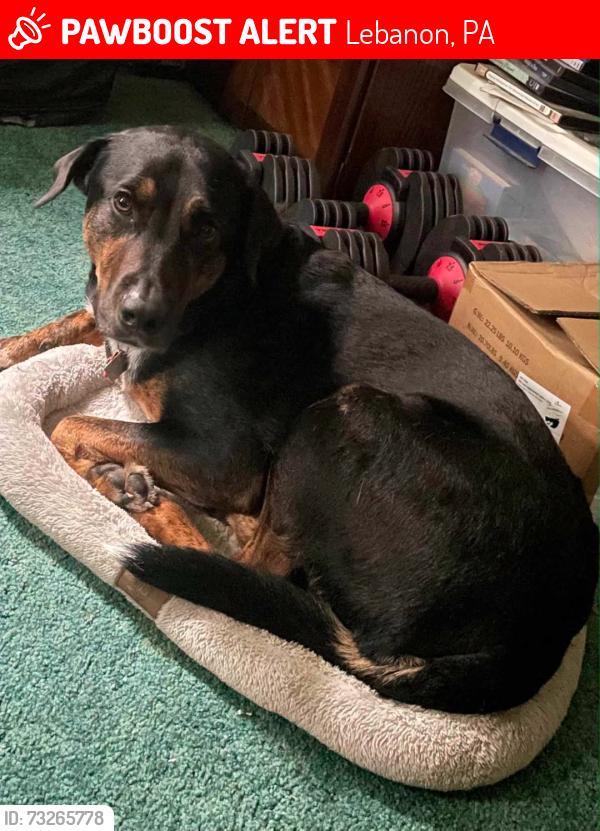 Lost Male Dog last seen Bunker Hill Fire Company, 434 S Lancaster St, Lebanon, PA 17046, Lebanon, PA 17046