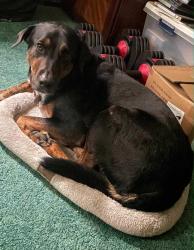 Lost Male Dog last seen Bunker Hill Fire Company, 434 S Lancaster St, Lebanon, PA 17046, Lebanon, PA 17046