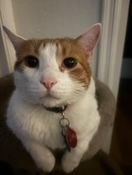 Lost Male Cat last seen Near shallowford circle hinesville ga 31313, Hinesville, GA 31313