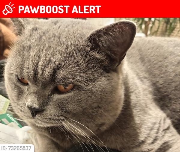 Lost Male Cat last seen ha6 2sp, Greater London, England 