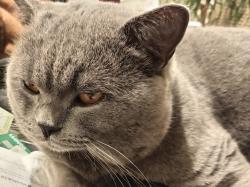 Lost Male Cat last seen ha6 2sp, Greater London, England 