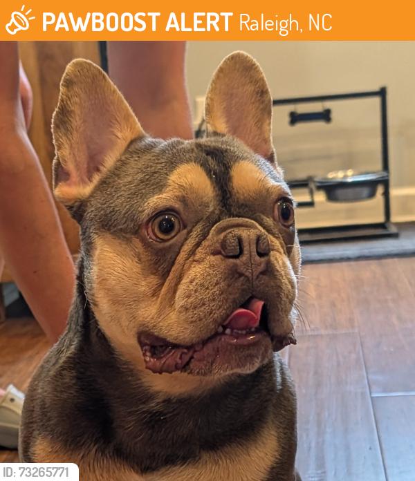 Found/Stray Male Dog last seen Green Hills County Park, Raleigh, NC 27614