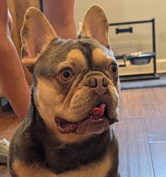 Found/Stray Male Dog last seen Green Hills County Park, Raleigh, NC 27614