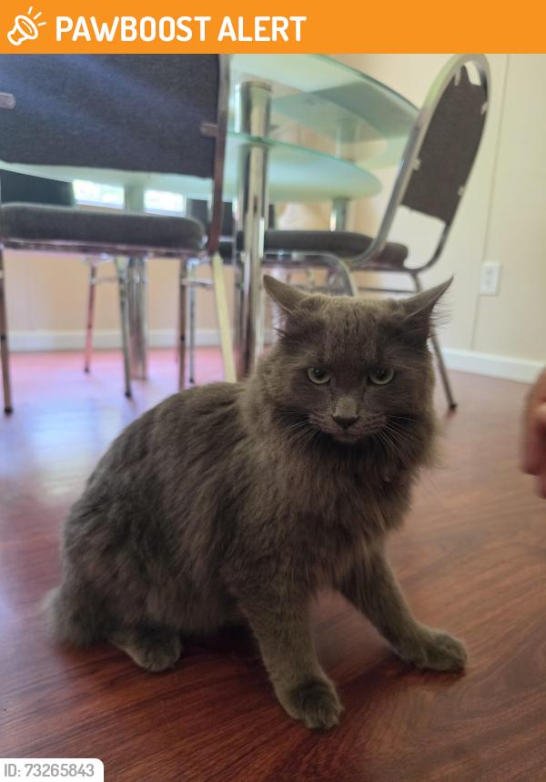 Found/Stray Unknown Cat last seen Wages circle Dacula, Gwinnett County, GA 30019