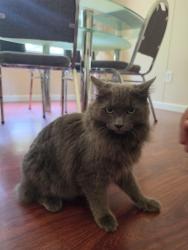 Found/Stray Unknown Cat last seen Wages circle Dacula, Gwinnett County, GA 30019