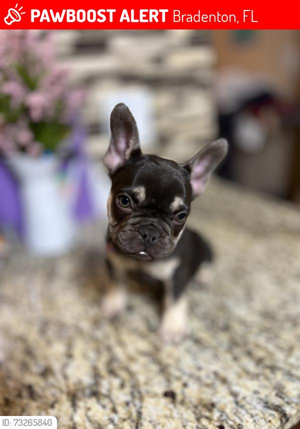 Lost Female Dog last seen Near us, Bradenton, FL 34208