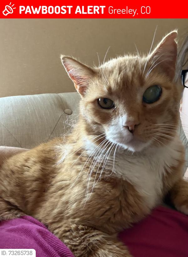 Lost Male Cat last seen 35th Avenue & C Street, Greeley, CO 80634