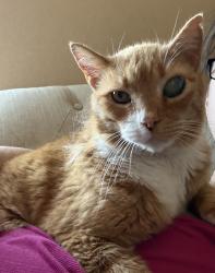 Lost Male Cat last seen 35th Avenue & C Street, Greeley, CO 80634