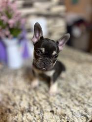 Lost Female Dog last seen Near us, Bradenton, FL 34208