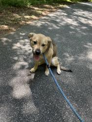 Found/Stray Female Dog last seen Memorial park, Athens, GA 30606