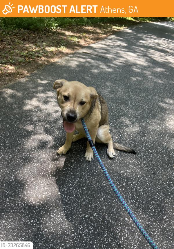 Found/Stray Female Dog last seen Memorial park, Athens, GA 30606