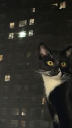 Reunited Male Cat last seen Kissena Ave and Beech (bldg with ABC Math blue awning), Queens, NY 11355