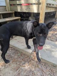 Found/Stray Male Dog last seen Near CR 190, Liberty, TX 77575