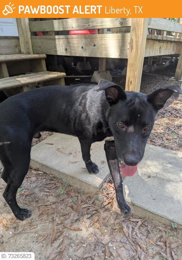 Found/Stray Male Dog last seen Near CR 190, Liberty, TX 77575